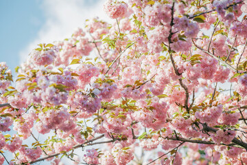 Blooming sakura in the park. Spring mood