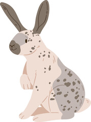 English Checkered Breed of Rabbit Realistic Illustration