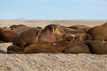 Group of walruses lying on a sandy shore shore at Svalbard, Norway