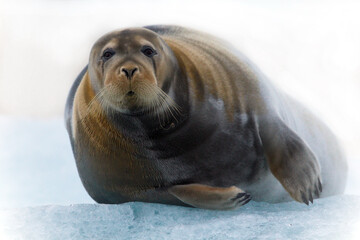 Beautiful shot of a seal lying on the iced surface during the day in Svalbard