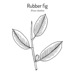 Rubber fig Ficus elastica , ornamental house plant