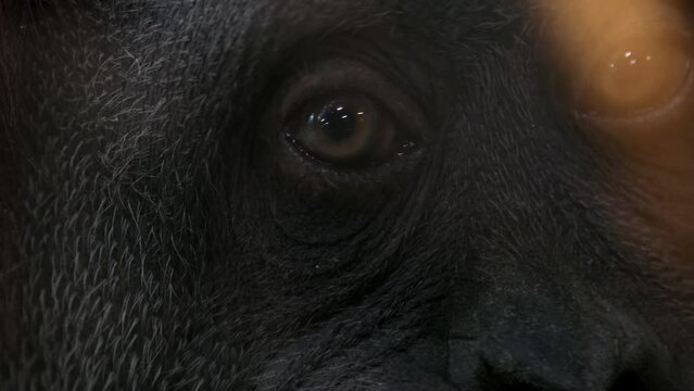 female monkey orangutan looks with charming eyes