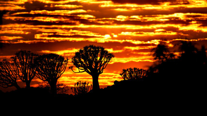 Beautiful shot of Quiver tree's and a sunset on the background in Namibia