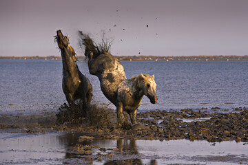 Horses wildly galloping at the coast of Camargue in France at dusk