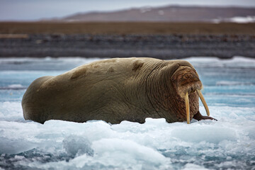 Walrus with long tusks, lying on a floating ice at Svalbard, Norway