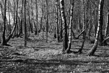 Birken, Betula pendula in einem Wald aus jungen Bäumen wie in der Taiga