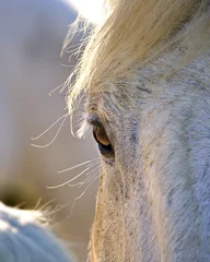 Foto op Canvas Close-up shot of a horse's eye during the day in Camargue, Fran © Alex254/Wirestock Creators