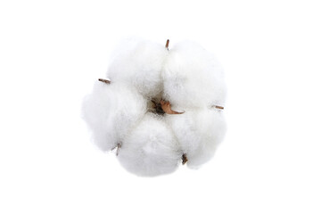 Cotton plant flower isolated on white