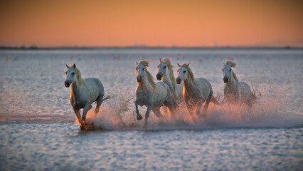 Herd of white horses galloping in the sea on coast line at the sunset in Camargue, France