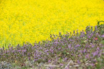 菜の花とホトケノザ