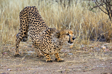 Closeup of a fierce cheetah ready to attack  the Namibian savannah © Alex254/Wirestock Creators