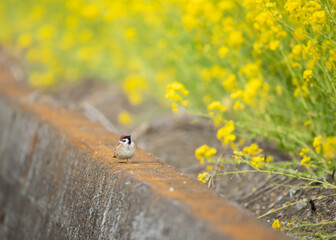 菜の花とスズメ