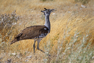 Close-up shot of a Kori bustard standing on the field