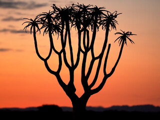 Beautiful shot of a Quiver tree and a sunset on the background in Namibia