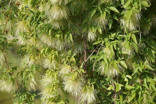 Clematis Napaulensis Au Printemps