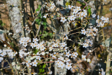 Prunus spinosa or Blackthorn/Le Prunus spinosa ou Prunellier