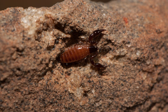 Macro shot of a pseudoscorpion lying on the brown rocky ground