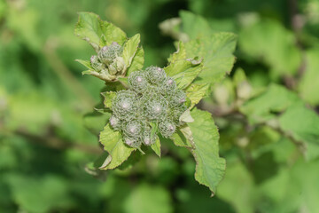 maturing inflorescences of burdock close up