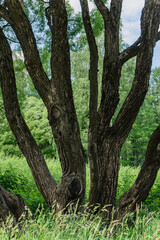 branched tree trunk in the park