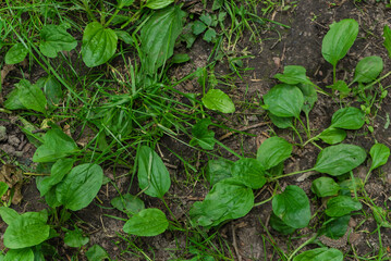 green grass and plantain bushes on the black ground in the forest