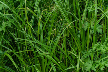Fototapeta na wymiar summer thickets of tall green grass in the forest