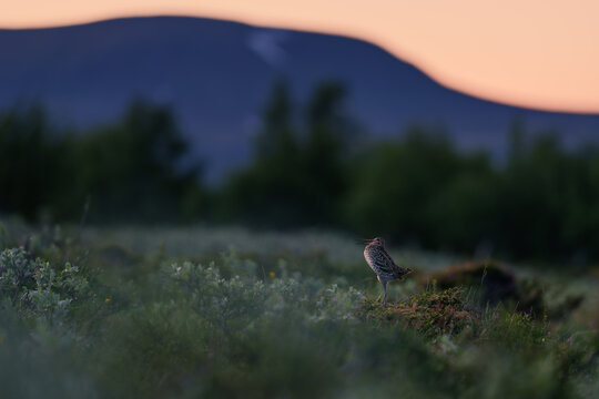 Small Great Snipe bird on a field near mountains