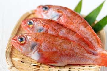 新鮮なのどぐろ