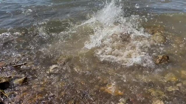Smallmouth black Buffalo fish (Ictiobus) has been released from the bank of Grapevine Lake, Texas, America. Catch and release sport fishing large fish fresh water recreational activity