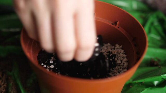 Woman With Black Nail Polish Mixing Perlite Granules With Soil In A Pot. - Closeup Shot