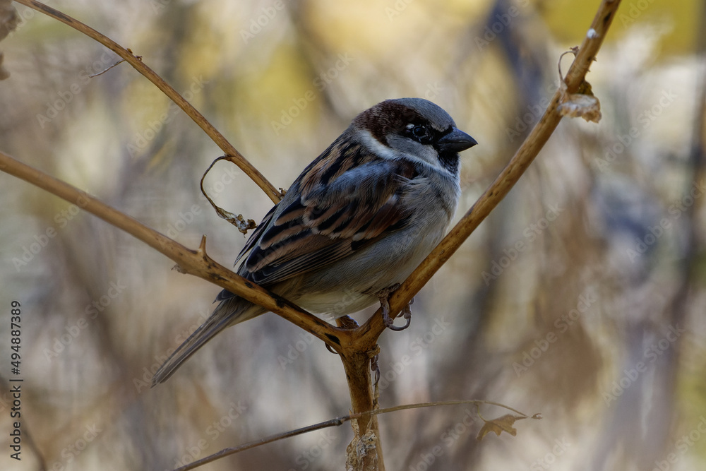 Canvas Prints Sparrow Perched on branch