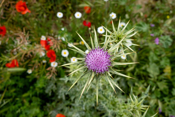 Marian thistle puple flower