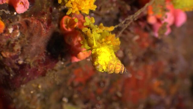 Wentletrap snail with eggs hanging off daisy coral