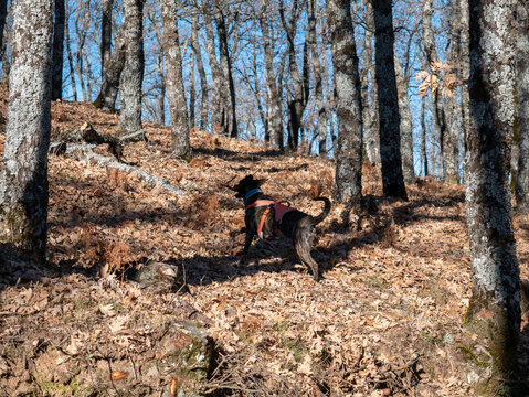 Happy dog playing in the forest in autumn
