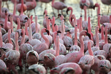 Large flock of flamingoes on the shore of Namibia