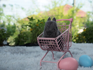 Cute little baby grey color bunny rabbit sitting inside pink shopping cart with pink and blue Easter Eggs beside.