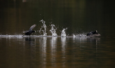 Shallow focus shot of two Eurasian coot birds splashing in the water