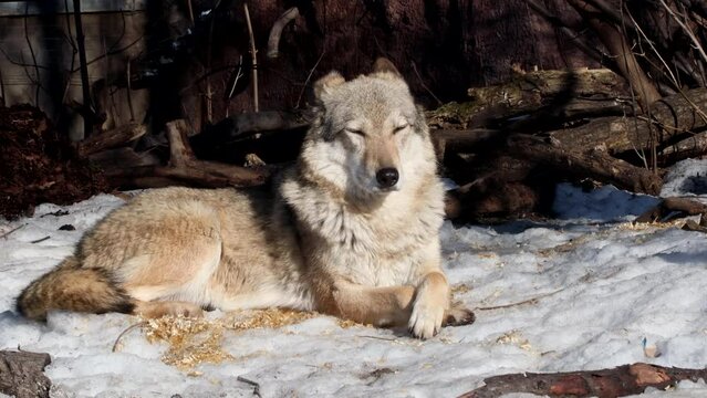 gray wolf or Eurasian wolf, a common predator on the territory of different countries