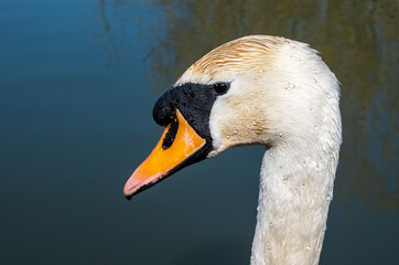 Mute swans head in close up