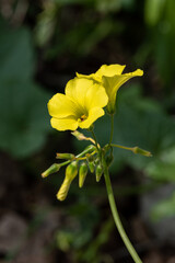 Close up of Oxalis pes-caprae, African wood-sorrel, Bermuda buttercup, Bermuda sorrel,  a common wildflower in Israel.
