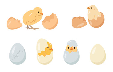 Chicken eggs and chicks baby birds collection. Chickens farm or Easter icons. Vector illustration isolated on white background.