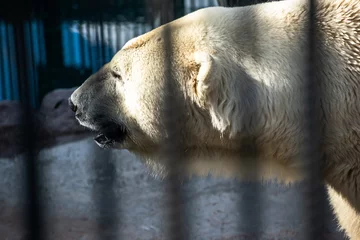 Fotobehang polar bear in a zoo © Anatolii 