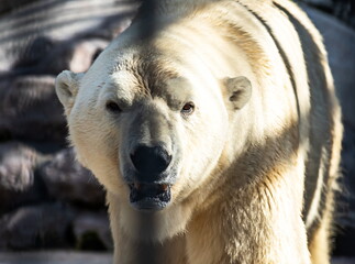 polar bear in a zoo