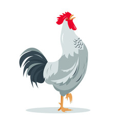 Gray Rooster bird isolated on white background. Crying rooster poultry icon for farm or village design. Vector flat or cartoon illustration. © Елена Истомина