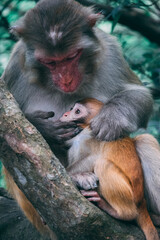Makaken Affen im Kam Shan Country Park oder auch Monkey Mountain in Hong Kong