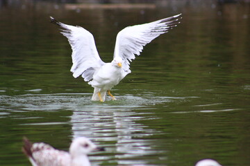 Seagull on the water
