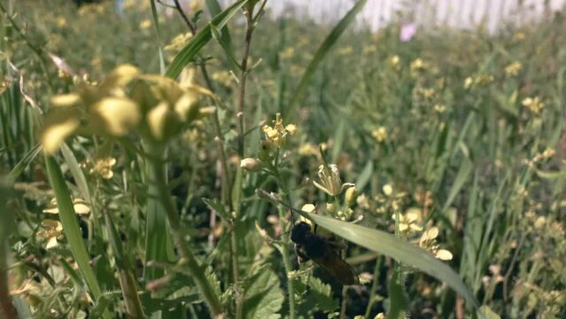 Wasp collects nectar from flower of mustard. Apiculture and beekeeping concept.