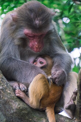 Makaken Affen im Kam Shan Country Park oder auch Monkey Mountain in Hong Kong