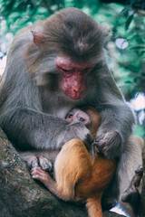 Fototapeta premium Makaken Affen im Kam Shan Country Park oder auch Monkey Mountain in Hong Kong