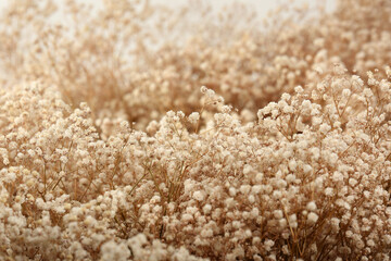 flores secas naturales Gypsophila Paniculata_08