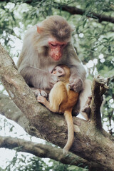 Makaken Affen im Kam Shan Country Park oder auch Monkey Mountain in Hong Kong